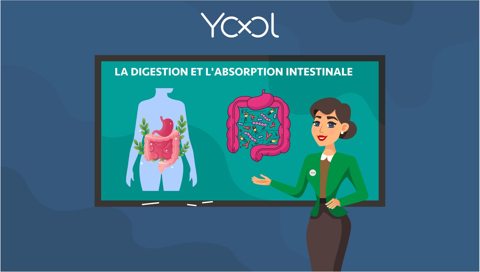 Chapitre 2 : La digestion et l'absorption intestinale