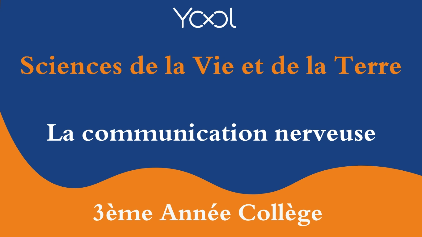 La communication nerveuse