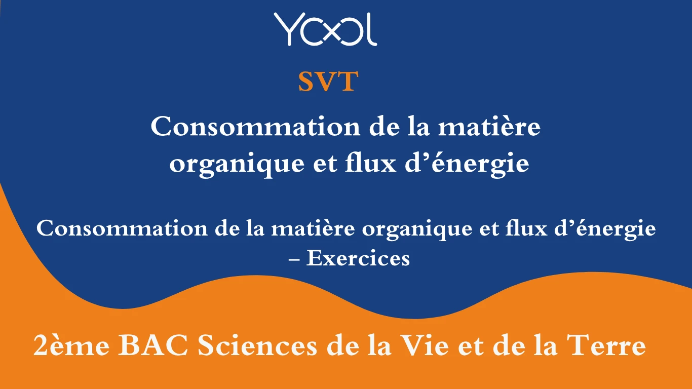 Consommation de la matière organique et flux d’énergie - Exercices