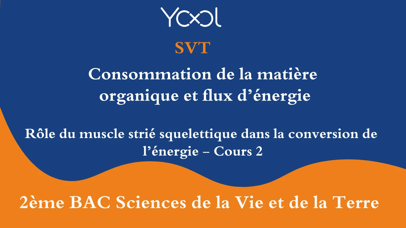 Rôle du muscle strié squelettique dans la conversion de  l’énergie - Cours 2